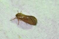 Korscheltellus lupulinus