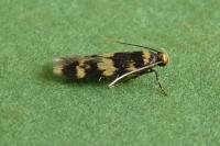 Oegoconia caradjai