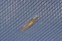 Argyresthia arceuthina
