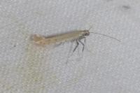 Aspilapteryx tringipennella