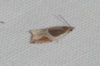 Ancylis unculana
