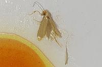 Tineola bisselliella