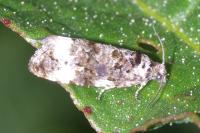 Endothenia