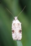 Agonopterix alstroemeriana