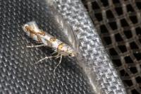 Phyllonorycter kuhlweiniella
