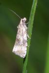 Celypha lacunana