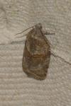 Syndemis musculana