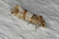 Lobesia indusiana/limoniana