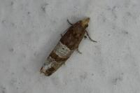 Lobesia indusiana/limoniana