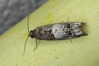 Notocelia trimaculana