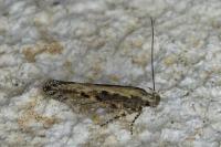 Scrobipalpa