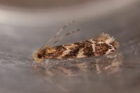Dryadaula pactolia