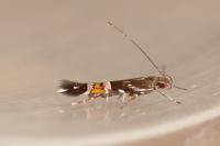 Cosmopterix pulchrimella