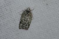 Acleris literana