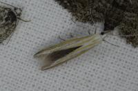 Coleophora
