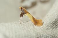 Caloptilia alchimiella