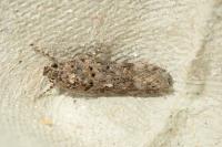 Teleiopsis diffinis