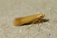 Tischeria