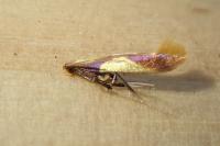 Caloptilia alchimiella