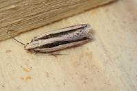 Mirificarma interrupta