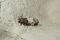Notocelia cynosbatella