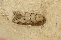 Pseudotelphusa paripunctella