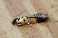 Schiffermuelleria schaefferella