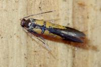 Schiffermuelleria schaefferella