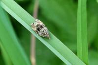 Celypha lacunana
