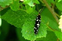 Euplocamus anthracinalis