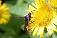 Synanthedon formicaeformis