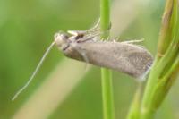 Glyphipterix fuscoviridella