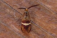 Adela croesella