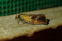 Ptycholoma lecheana