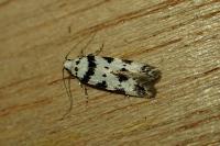 Pseudotelphusa scalella