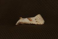 Cochylimorpha straminea/alternana