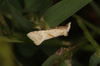 Cochylimorpha straminea/alternana