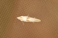 Cochylimorpha straminea/alternana