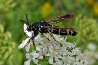 Paranthrene tabaniformis