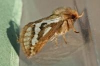 Korscheltellus lupulinus