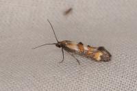 Epermenia pontificella