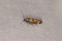 Epermenia pontificella