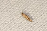 Pyroderces argyrogrammos