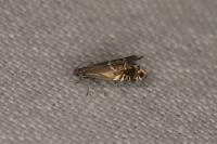 Glyphipterix simpliciella