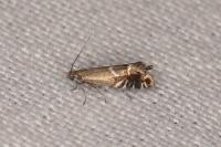 Glyphipterix simpliciella