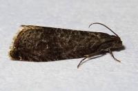 Grapholita
