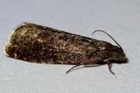 Grapholita