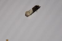 Trichophaga tapetzella