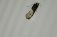 Trichophaga tapetzella