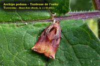 Archips podana
